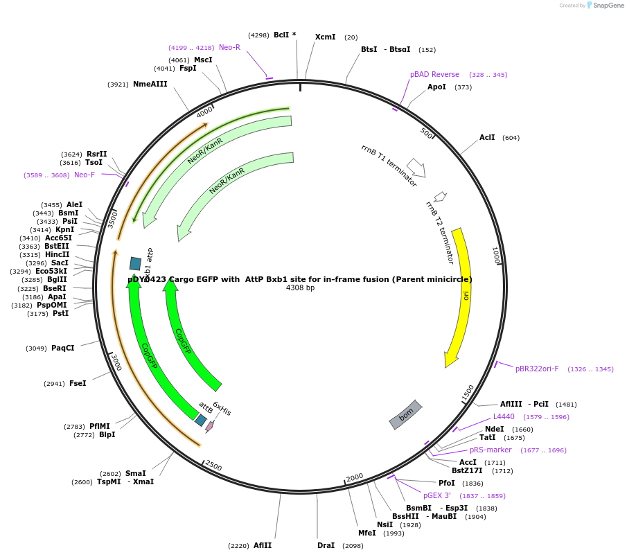 179116-plasmid-map-sequence-id-351784