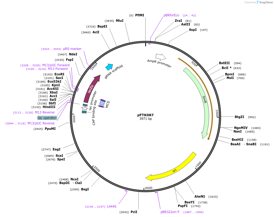 171359-plasmid-map-sequence-id-351785