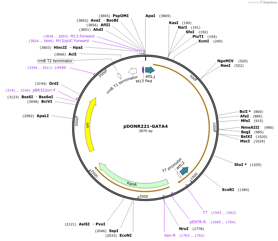 101417-plasmid-map-sequence-id-351787
