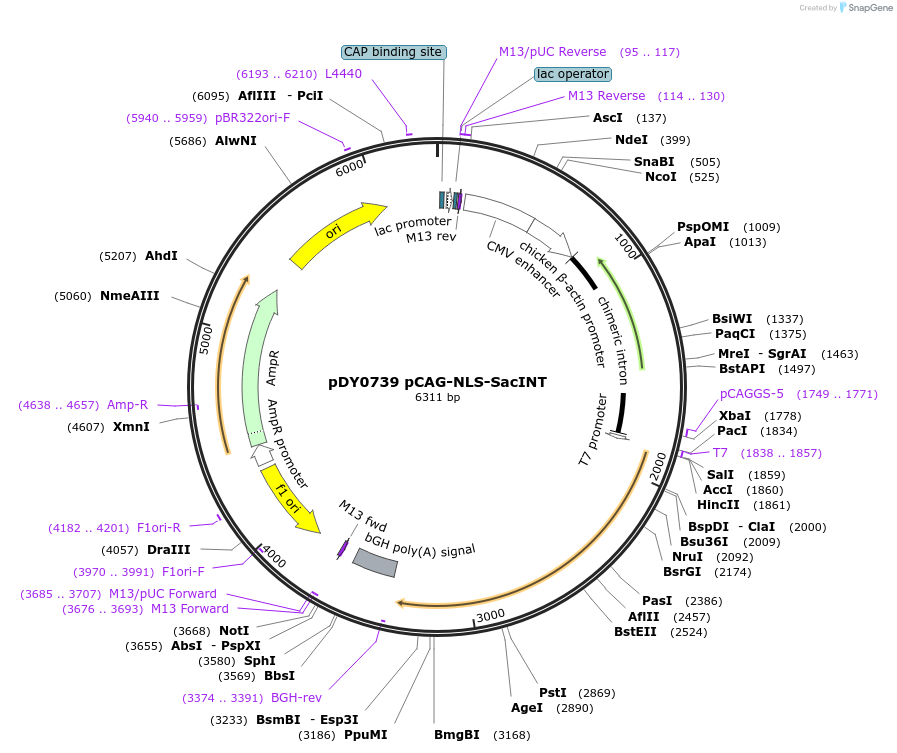 179114-plasmid-map-sequence-id-351788