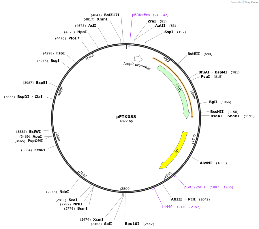 171360-plasmid-map-sequence-id-351789