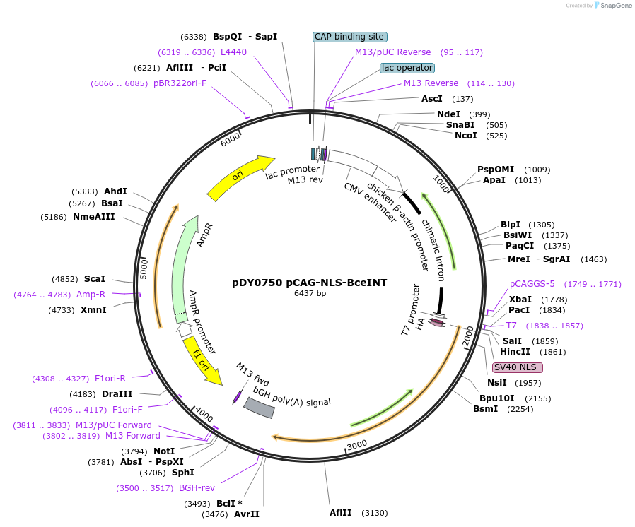 179112-plasmid-map-sequence-id-351791