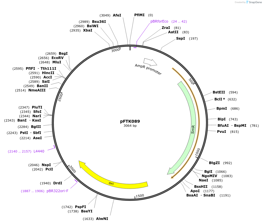 171361-plasmid-map-sequence-id-351792
