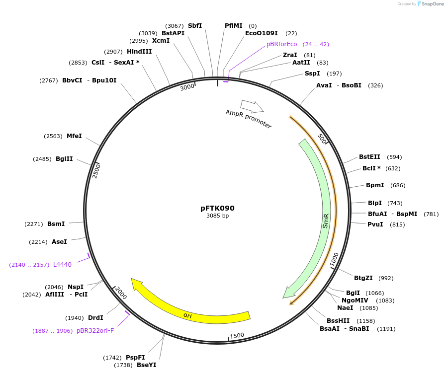 171362-plasmid-map-sequence-id-351793
