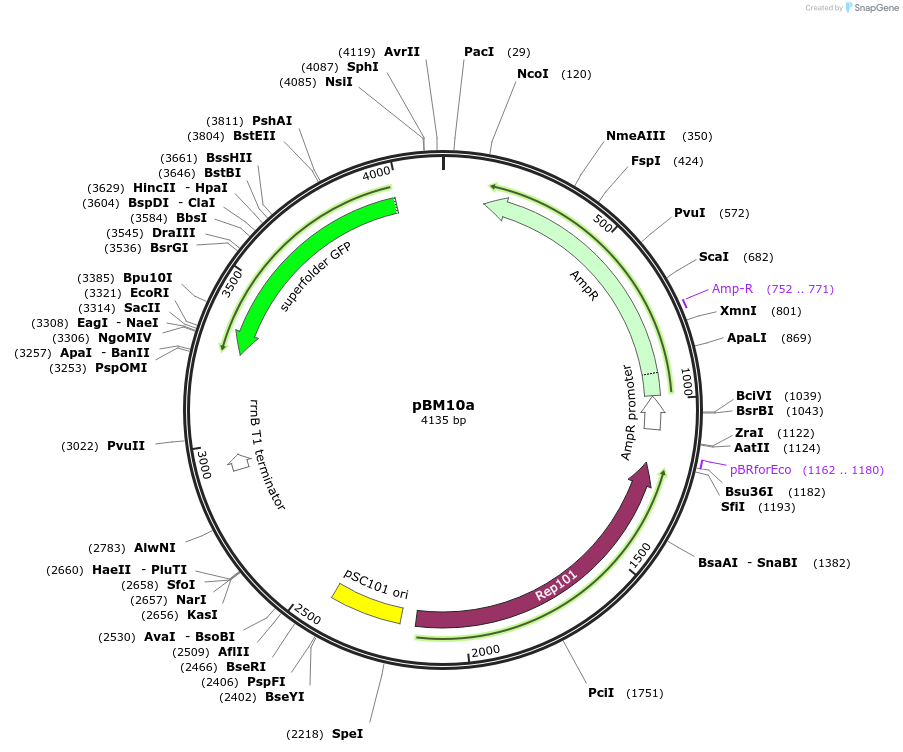 179688-plasmid-map-sequence-id-351799