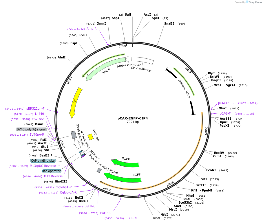 178363-plasmid-map-sequence-id-351808