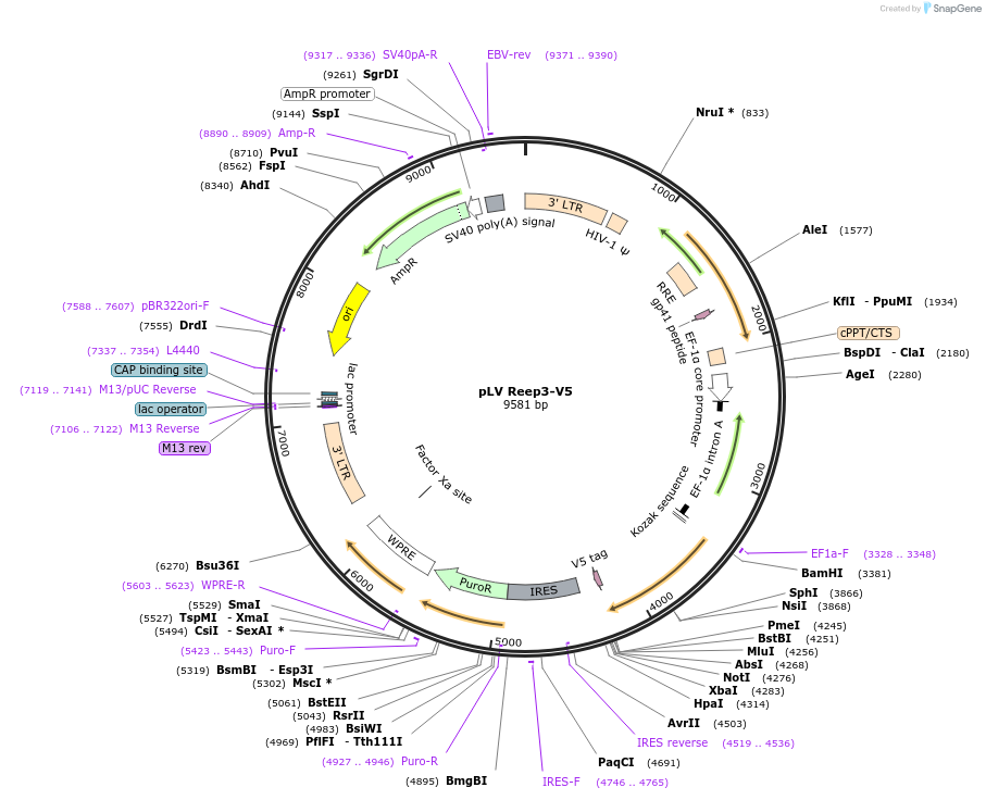 175119-plasmid-map-sequence-id-351809