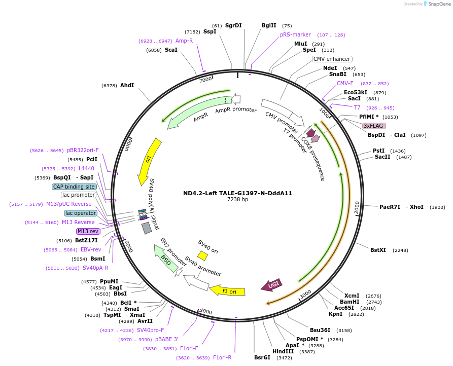179681-plasmid-map-sequence-id-351811