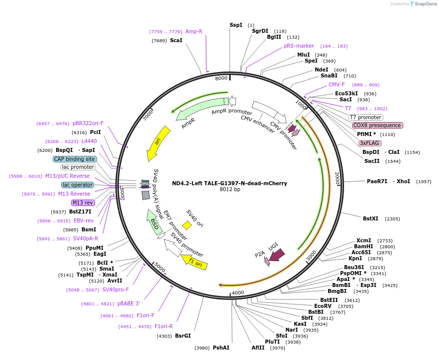 179683-plasmid-map-sequence-id-351812