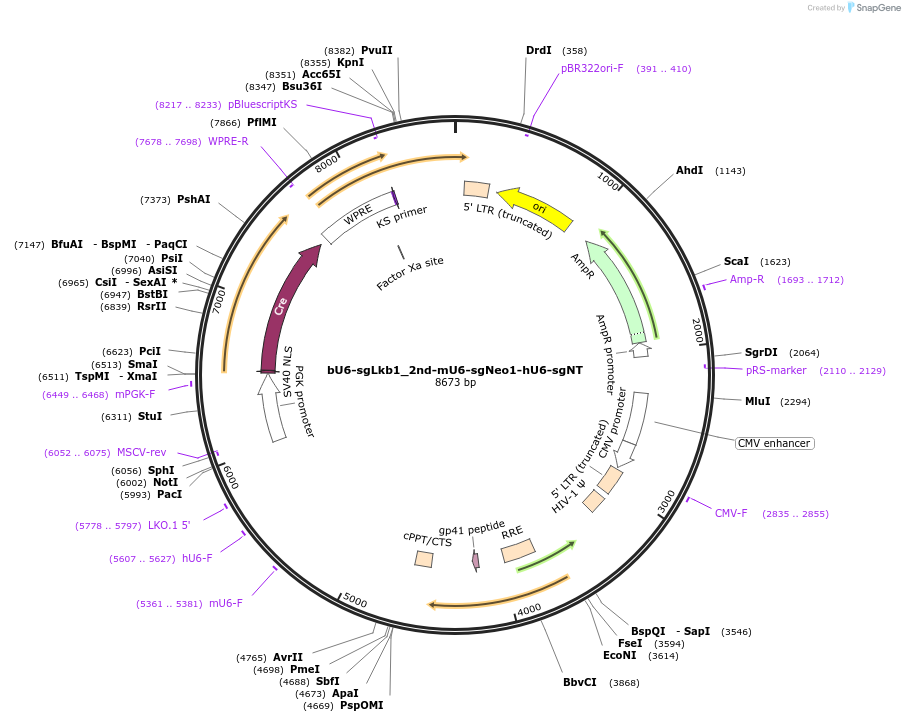 177228-plasmid-map-sequence-id-351921