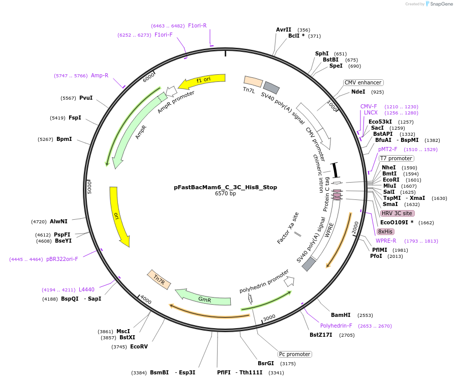 178810-plasmid-map-sequence-id-351923