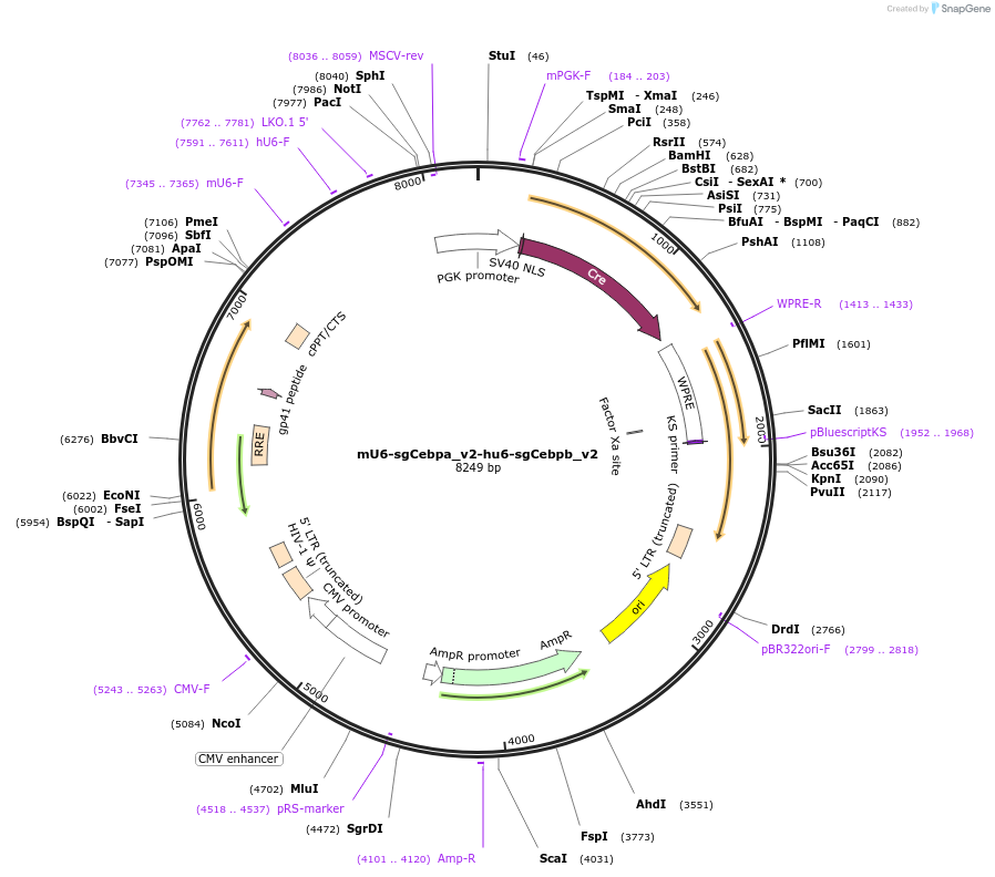 177252-plasmid-map-sequence-id-351954