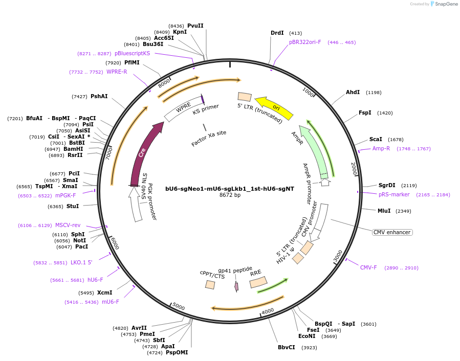 177226-plasmid-map-sequence-id-351955