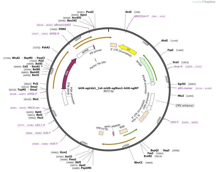 177225-plasmid-map-sequence-id-351956
