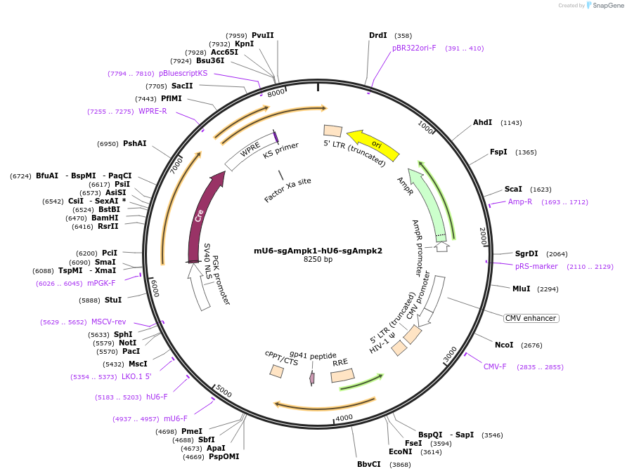 177224-plasmid-map-sequence-id-351957