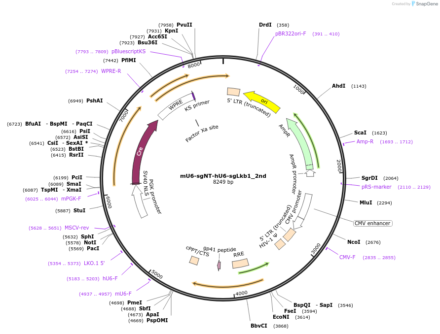 177223-plasmid-map-sequence-id-351959