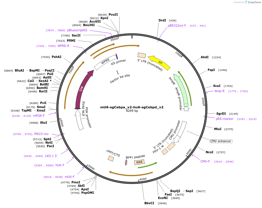177254-plasmid-map-sequence-id-351960
