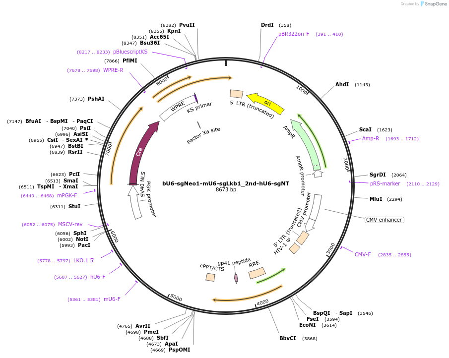 177229-plasmid-map-sequence-id-351963