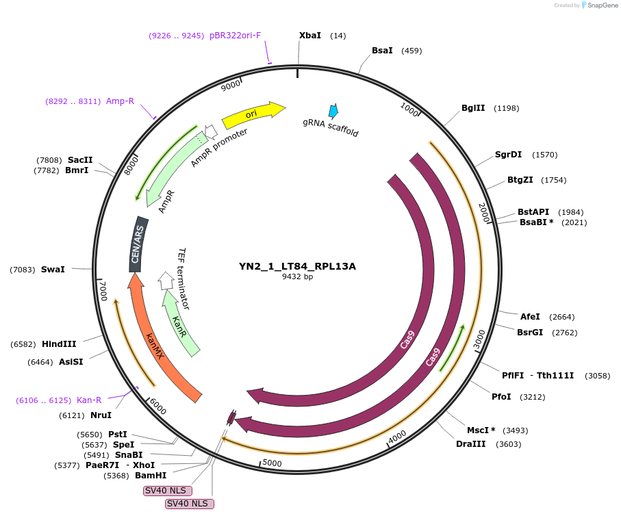 177712-plasmid-map-sequence-id-351965