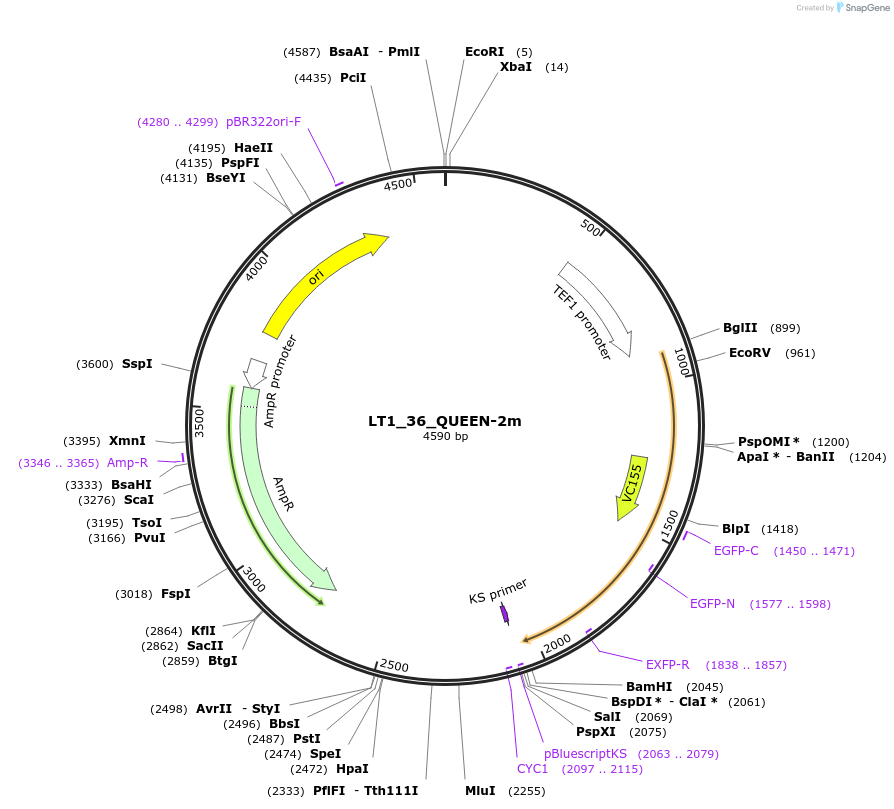 177708-plasmid-map-sequence-id-351967
