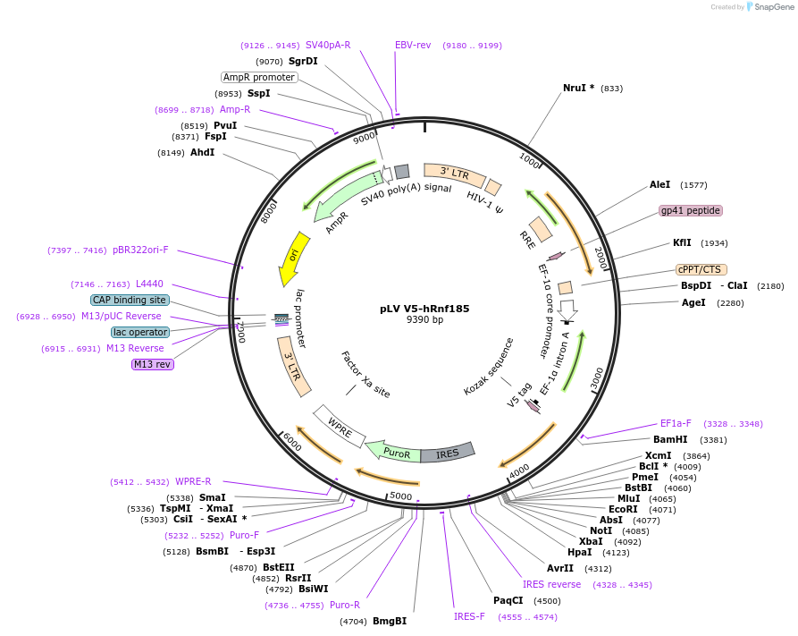 175127-plasmid-map-sequence-id-351971