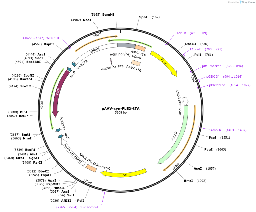 178516-plasmid-map-sequence-id-351983