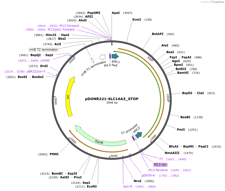 161065-plasmid-map-sequence-id-352006