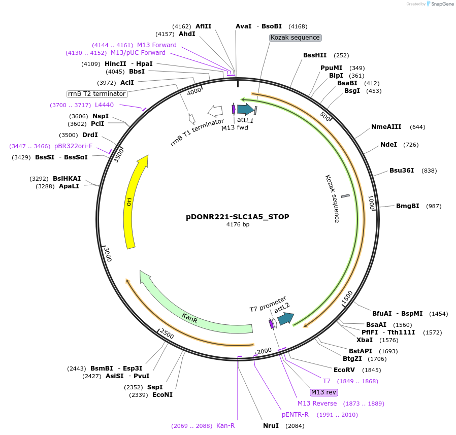 161140-plasmid-map-sequence-id-352008