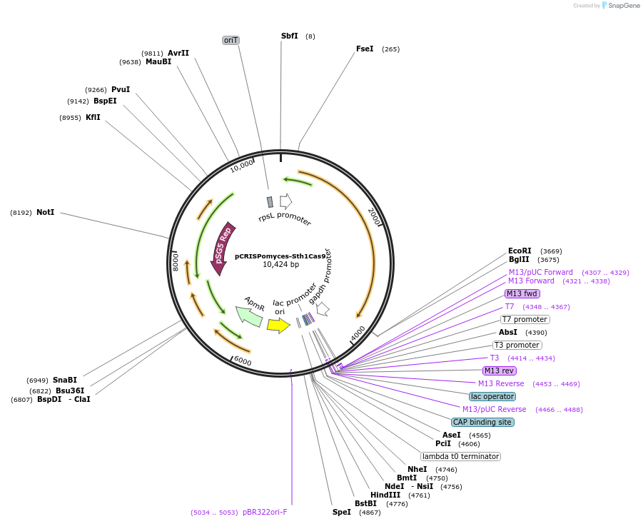 129552-plasmid-map-sequence-id-352009
