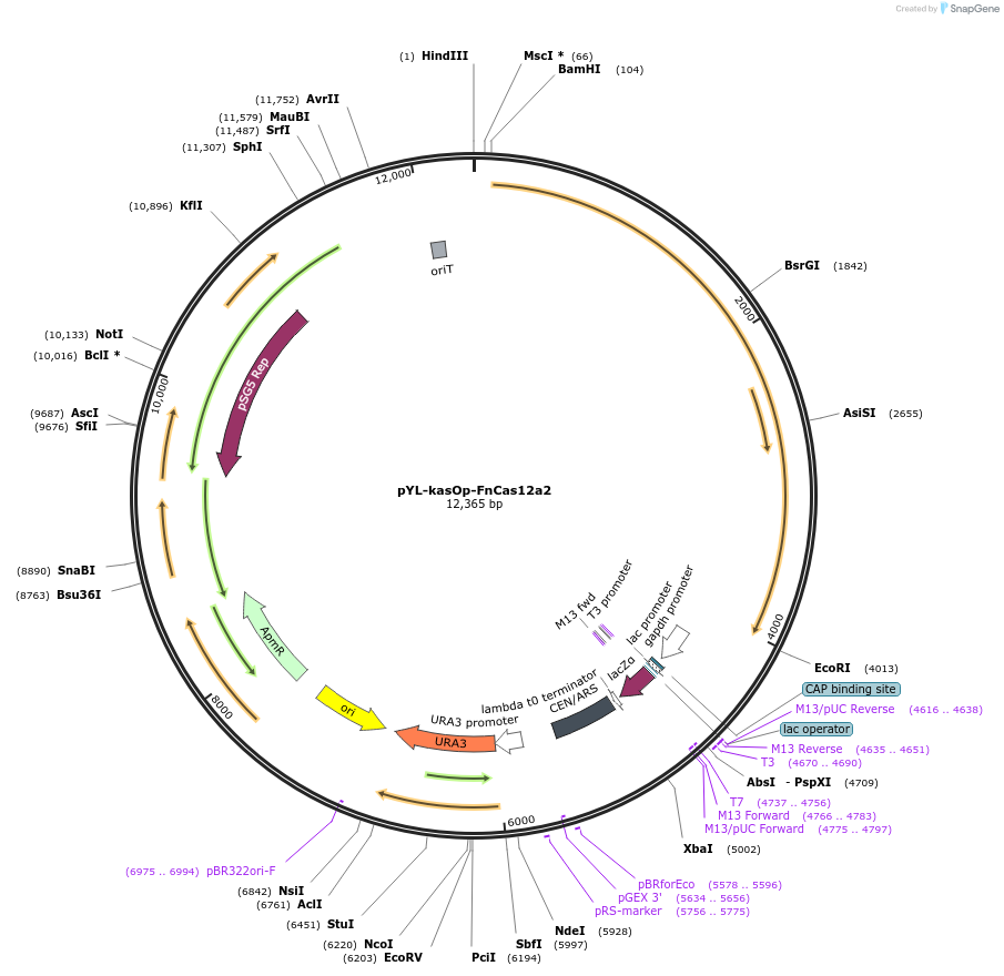 177874-plasmid-map-sequence-id-352015