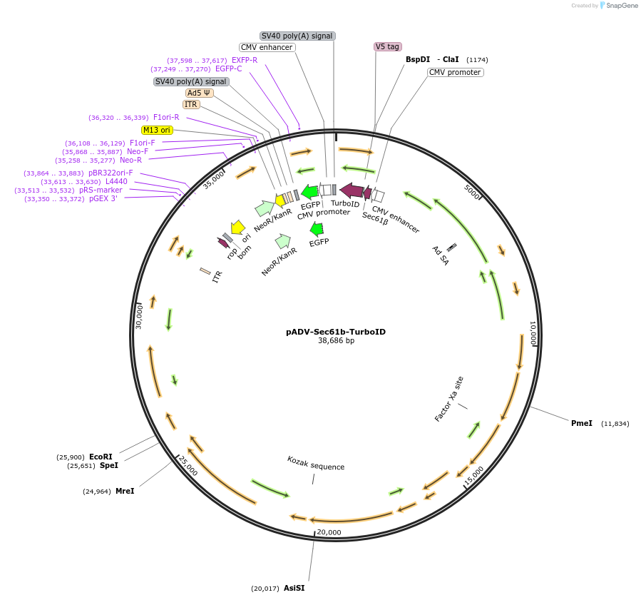 179143-plasmid-map-sequence-id-352049