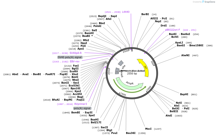 109035-plasmid-map-sequence-id-352050