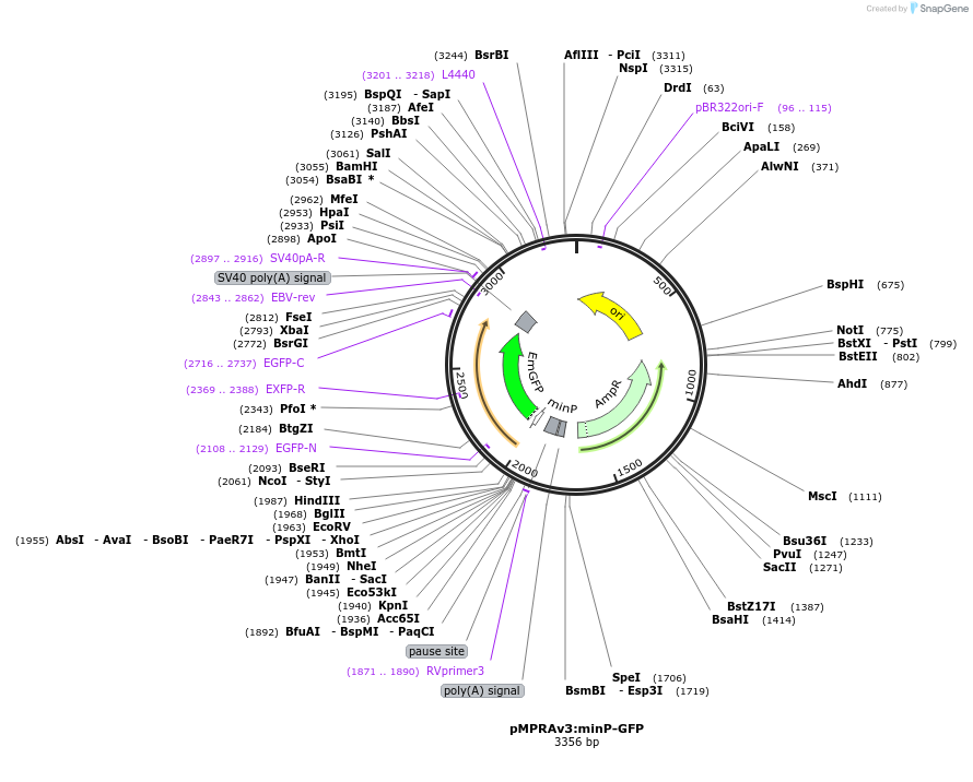 109036-plasmid-map-sequence-id-352051