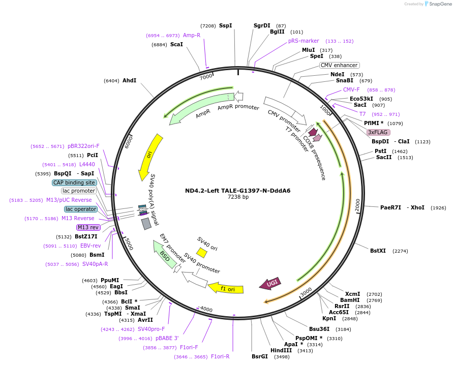 179680-plasmid-map-sequence-id-352080