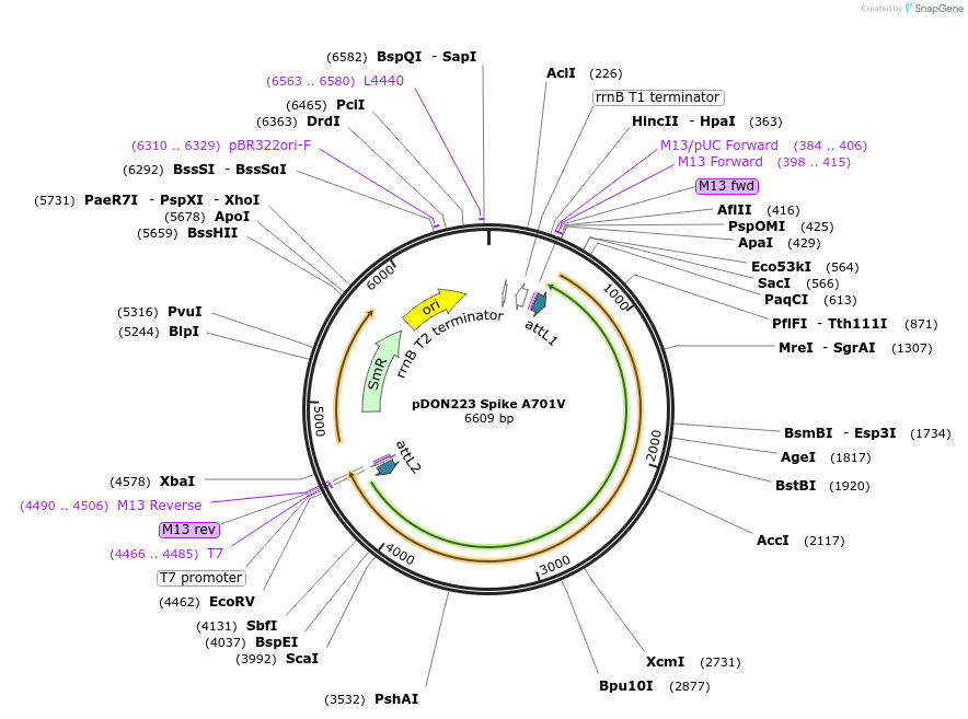 180062-plasmid-map-sequence-id-352085