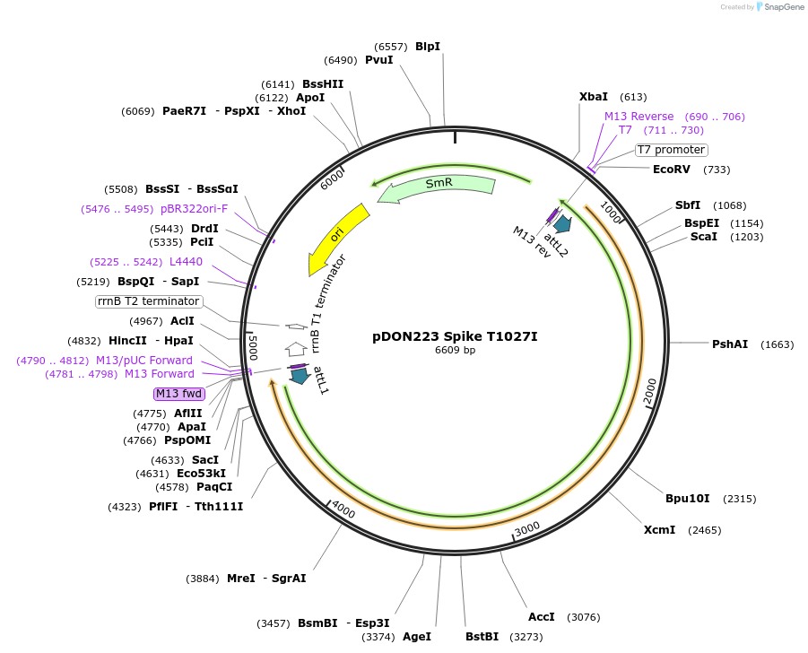 180058-plasmid-map-sequence-id-352091