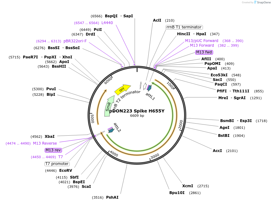 180059-plasmid-map-sequence-id-352095