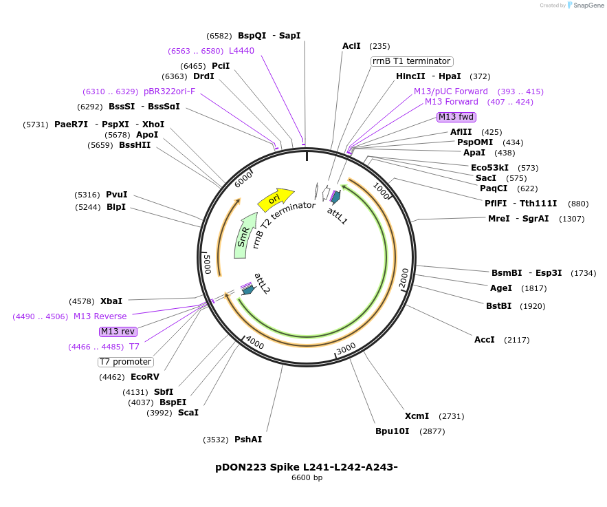 180070-plasmid-map-sequence-id-352097