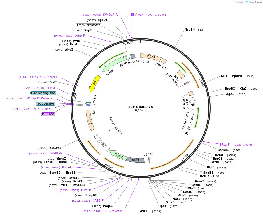 175145-plasmid-map-sequence-id-352109