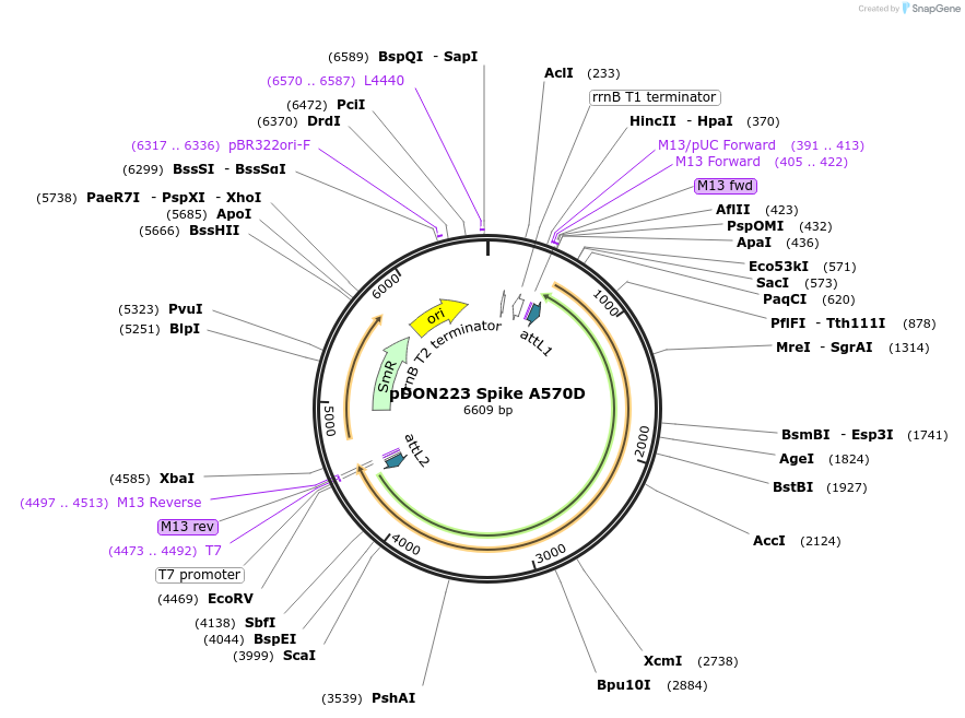 180064-plasmid-map-sequence-id-352111
