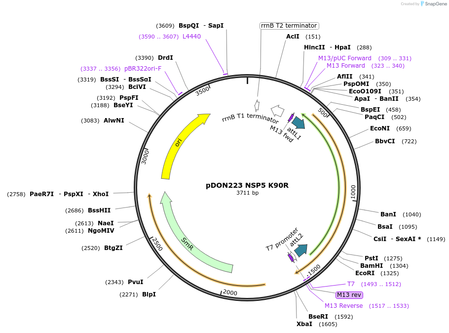 180073-plasmid-map-sequence-id-352120