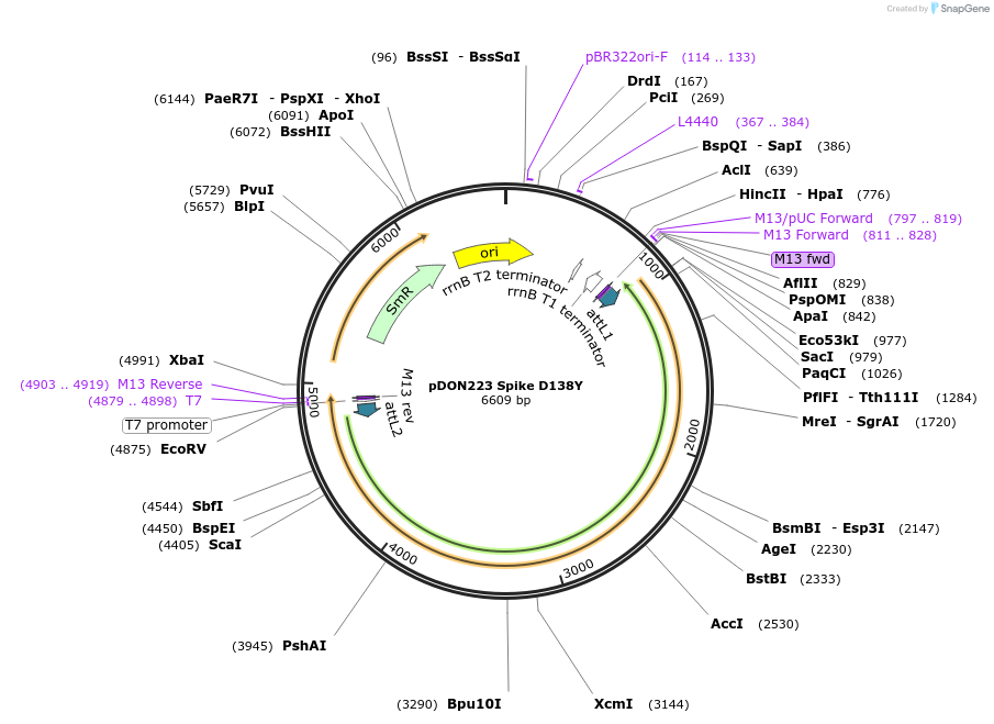 180056-plasmid-map-sequence-id-352129