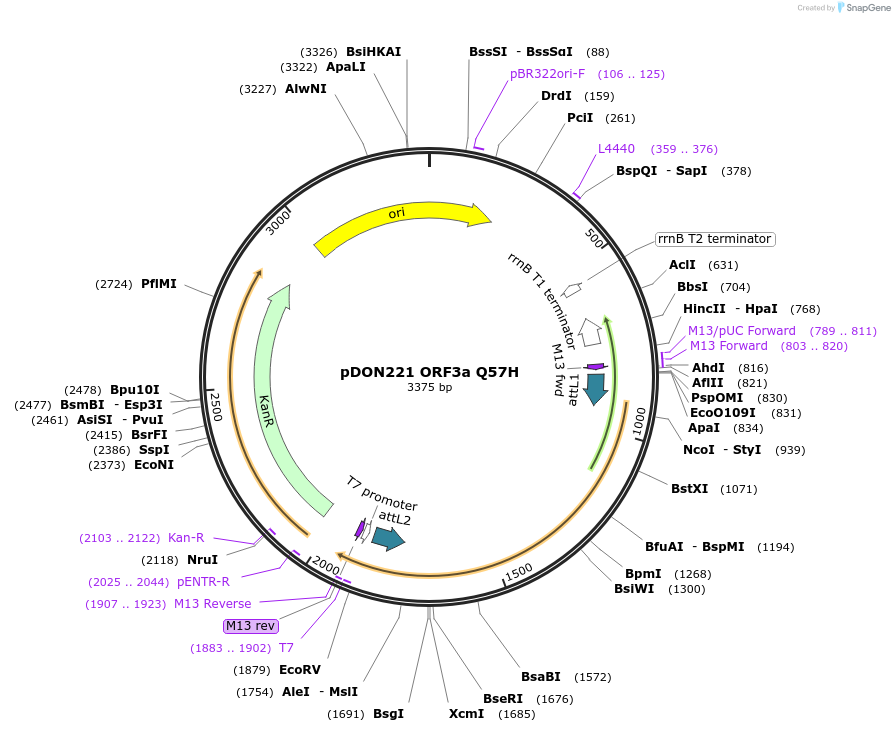 180072-plasmid-map-sequence-id-352134