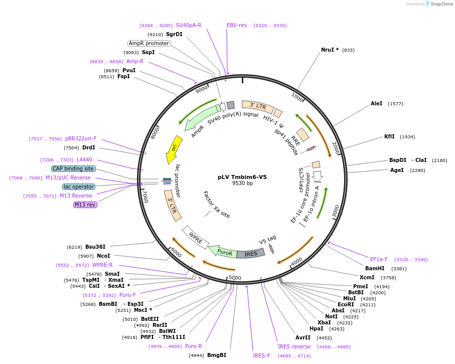 175150-plasmid-map-sequence-id-352138
