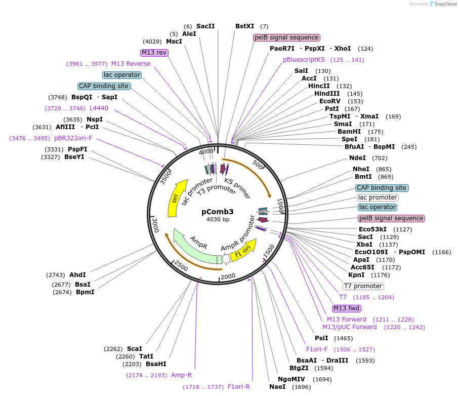 63888-plasmid-map-sequence-id-352165