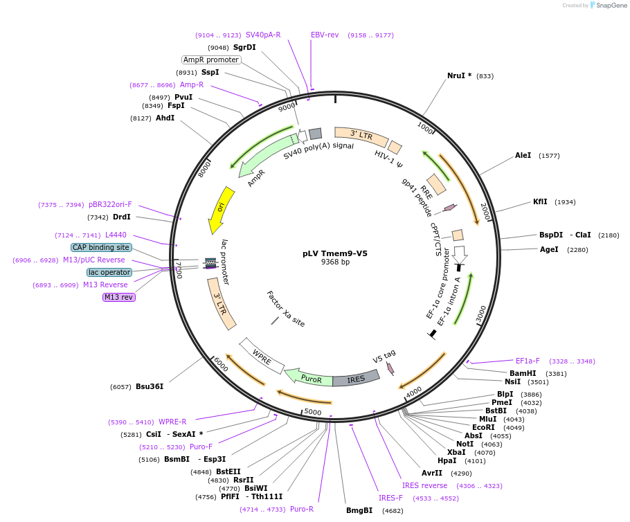 175151-plasmid-map-sequence-id-352173