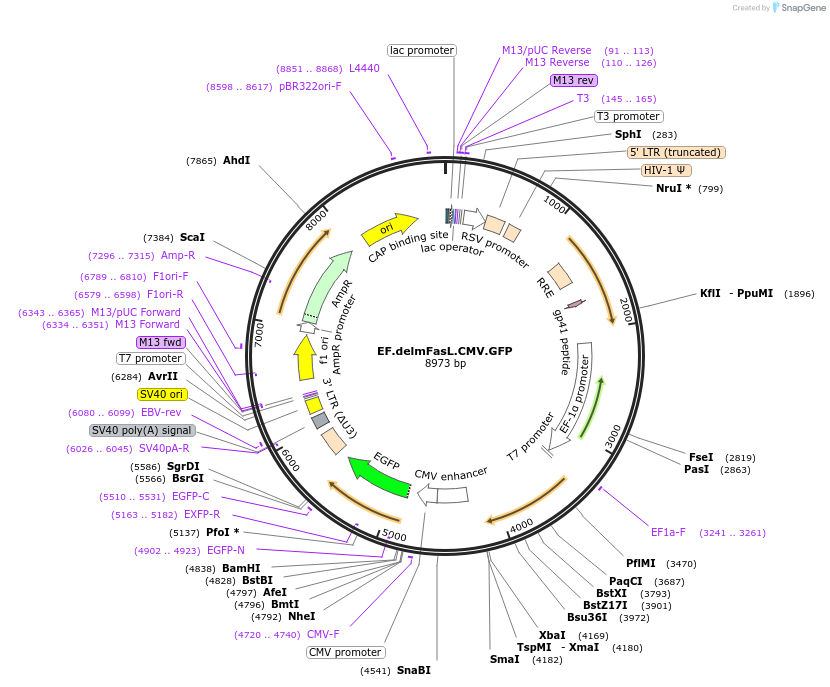 17620-plasmid-map-sequence-id-352191