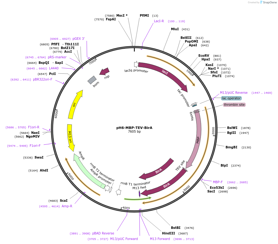 179694-plasmid-map-sequence-id-352195