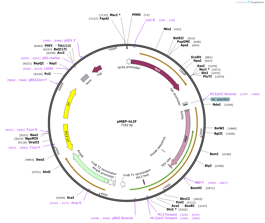179711-plasmid-map-sequence-id-352198
