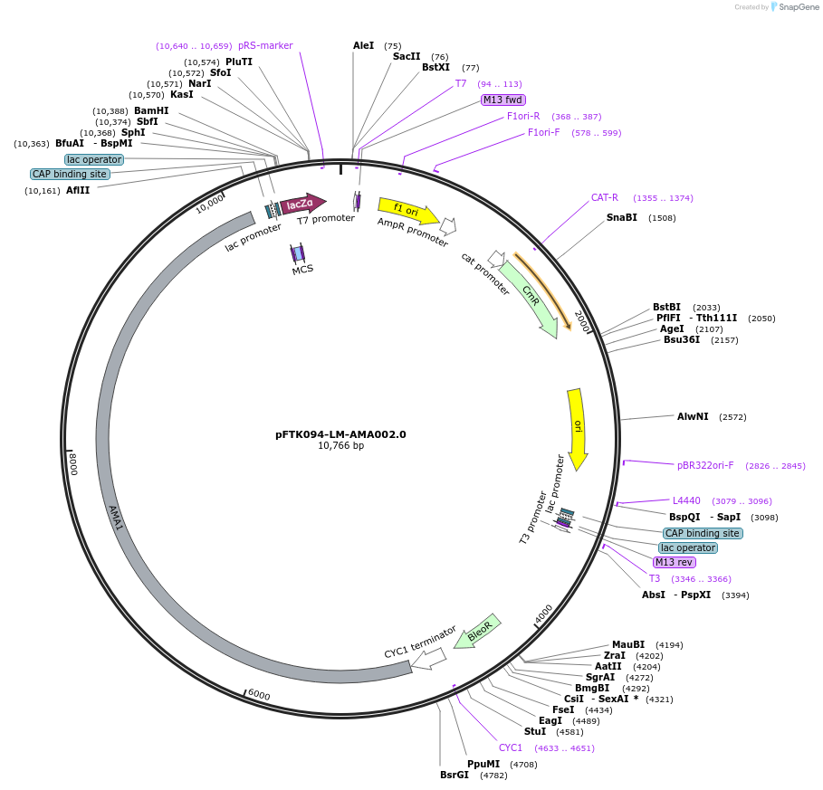171366-plasmid-map-sequence-id-352205